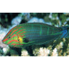 Halichoeres Melanurus 8-10 cm